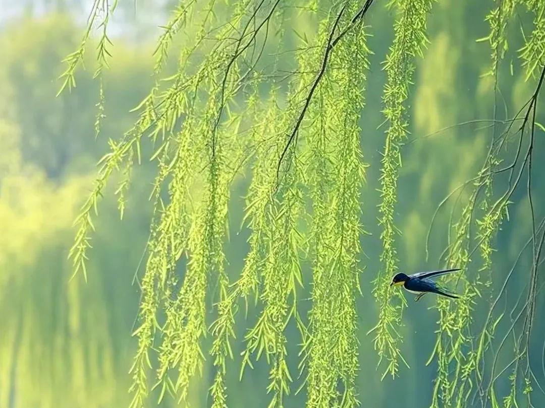 白柳