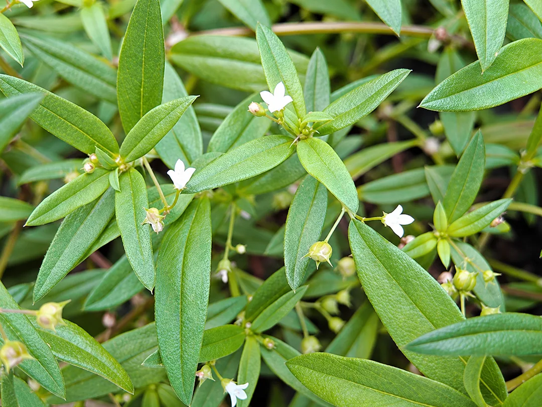 蛇舌草
